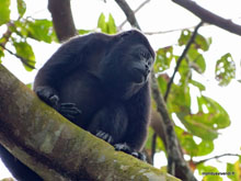 Singe hurleur - Costa Rica